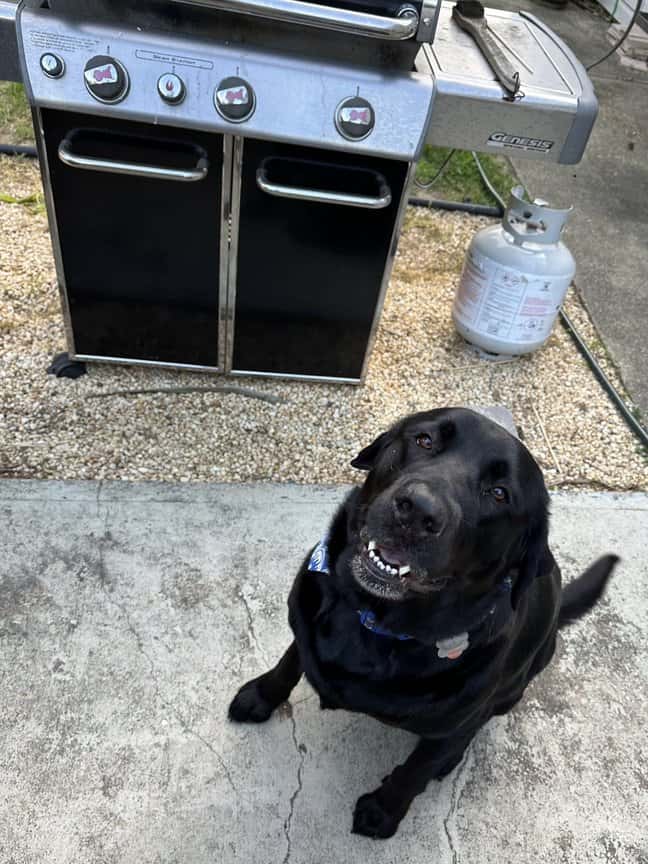 Our black lab Norman sitting by the grill